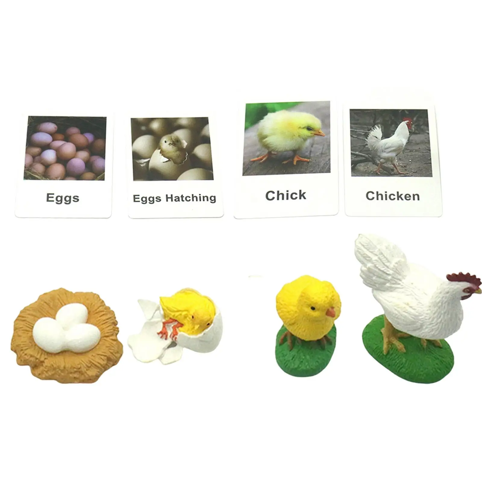 Chicken Life Cycle Figurines Chick Miniature Chicken Hen Egg Figurines Figures for School