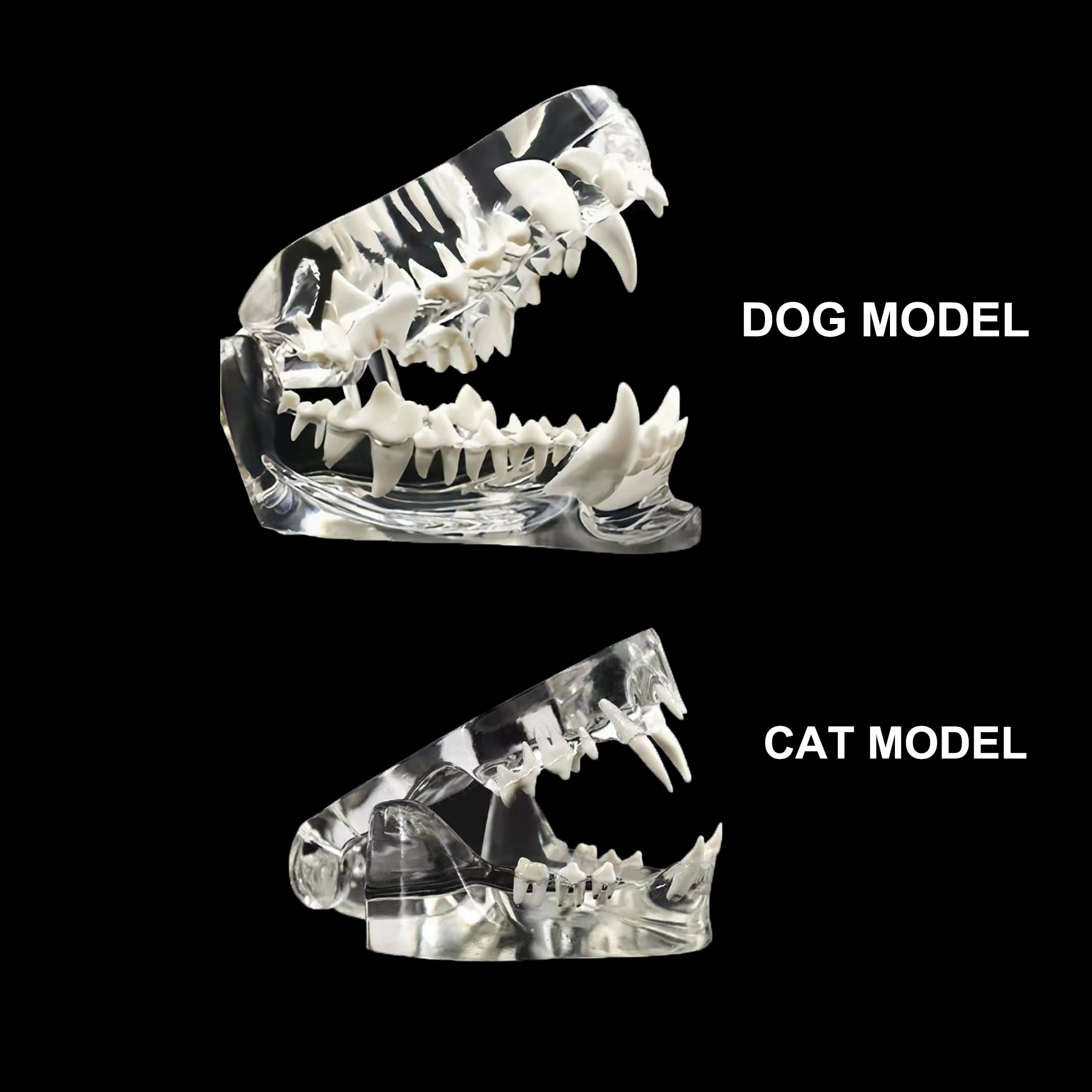 Best of Clear Dog Cat Teeth Anatomical Model Dental Animals Oral Jaw For Education Canine Dental Veterinary Office Decoration Demo Reviews & Tips