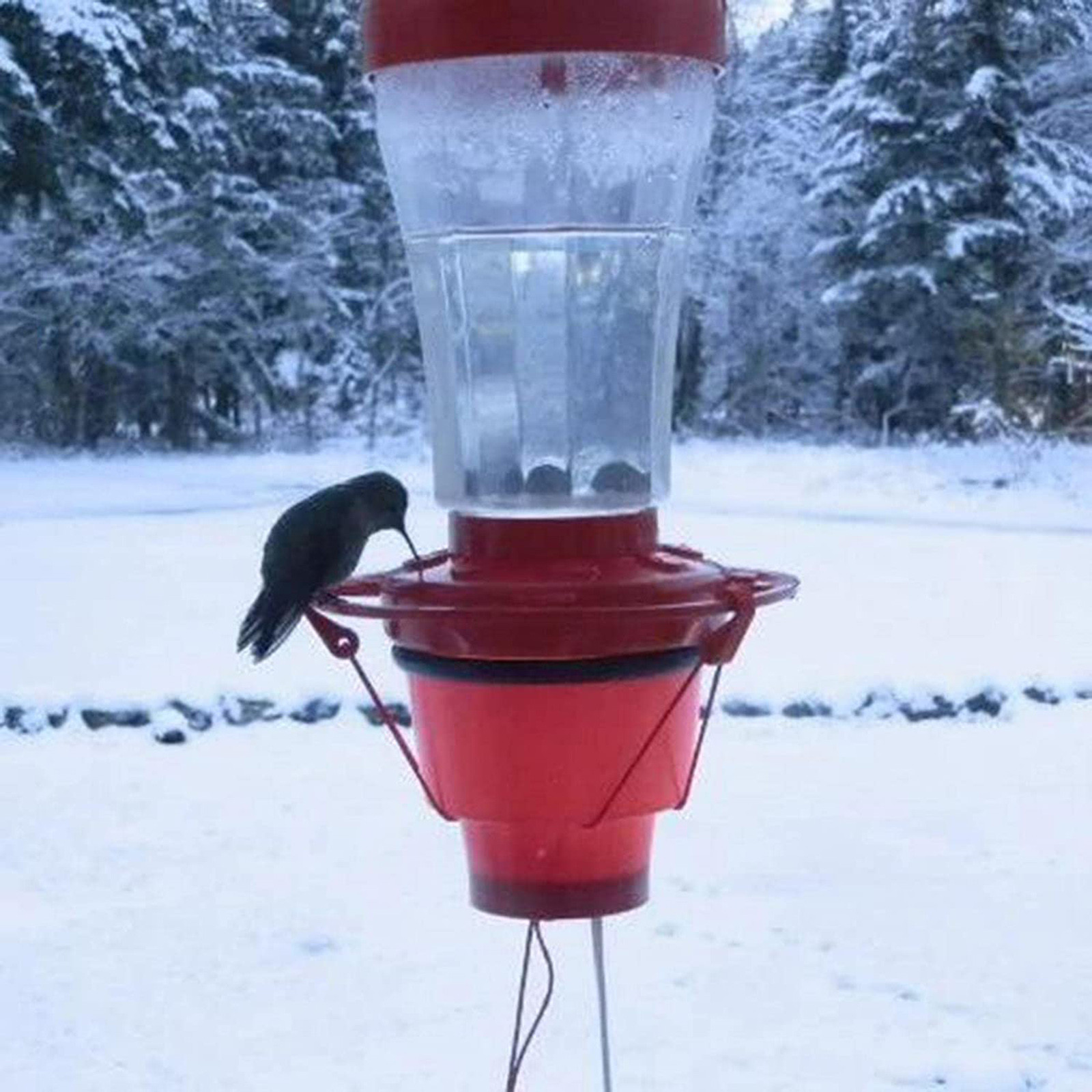 Title 8, Heated Hummingbird Feeders For Outdoors Warmer ...