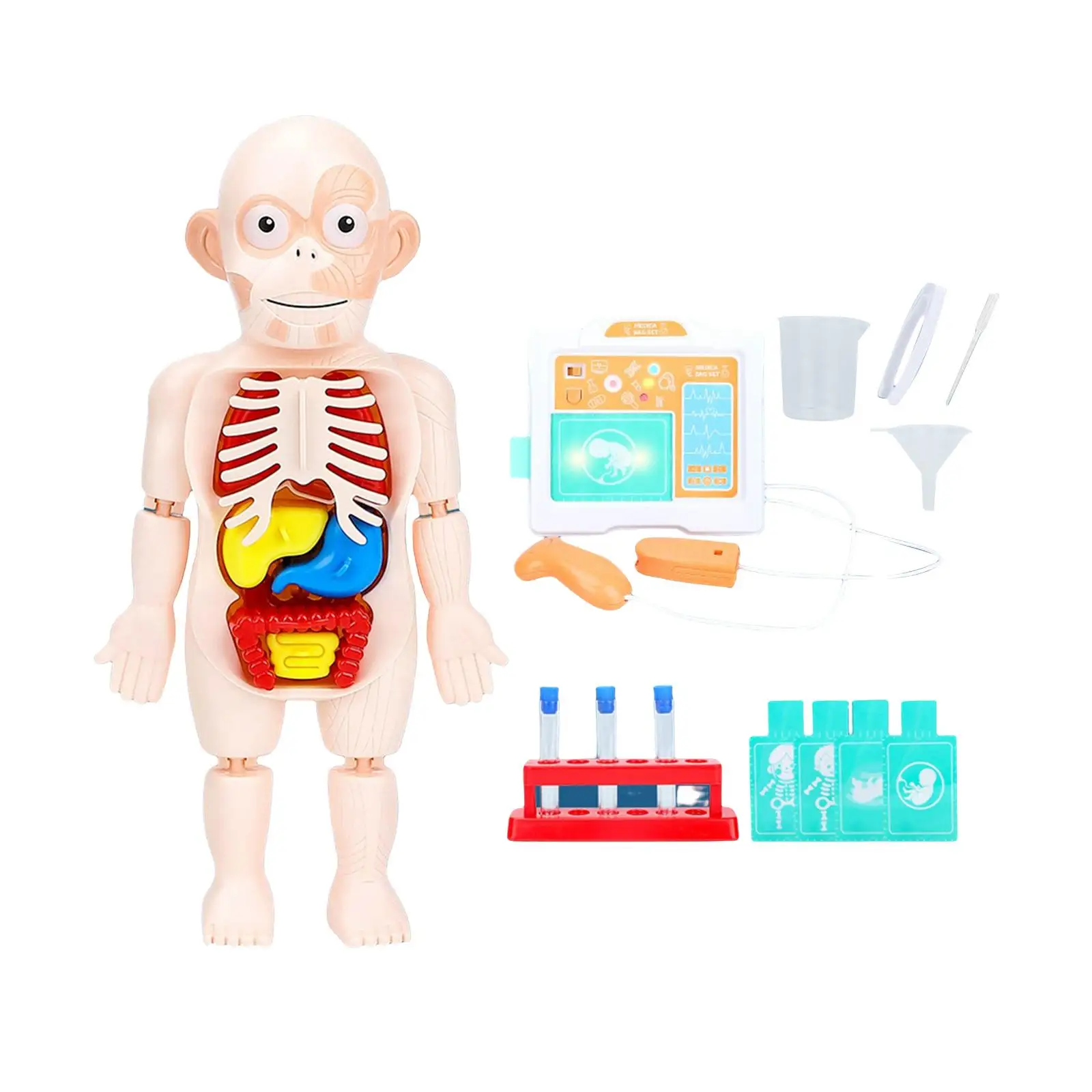 3D Human Body Model Cognition Toy Detachable Multipurpose Simulation Teaching Aids Body Puzzle for Demonstration Classroom