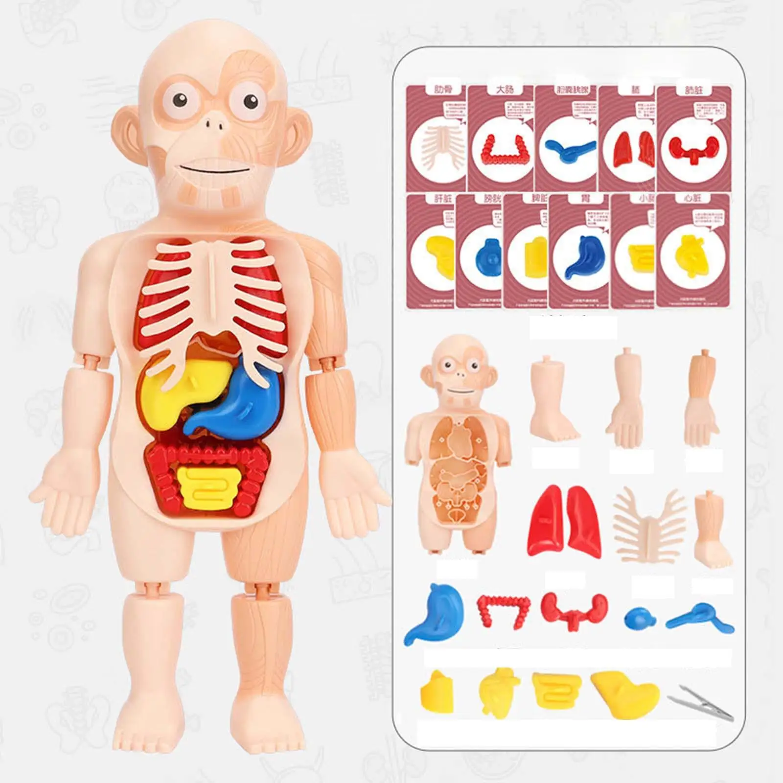  Human Body Organ Teaching Tools Assembly DIY Toys 3D Human Body Torso Model for Student  Demonstration