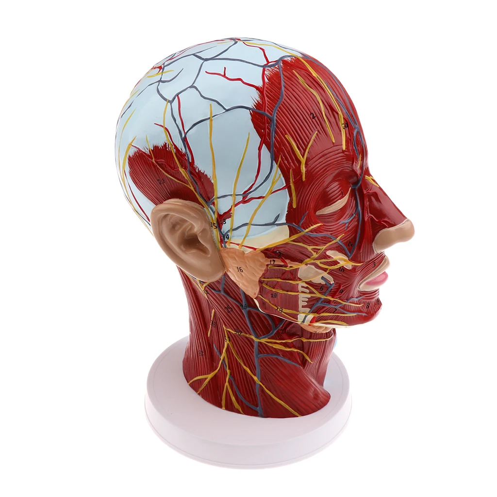 Kopf Median Sagittal Lehrmodell Nerven Parotis Halswirbelsäule