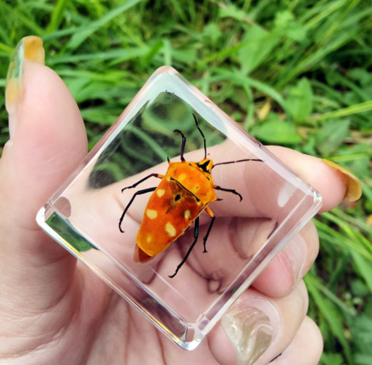 Real Spider Taxidermy,Insect Animal In Resin Block Paperweight