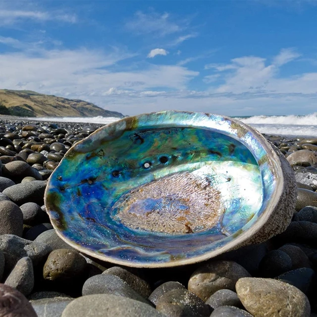 Green Abalone Seashell Resin Trinket Dish - Coastal Elegance Decor