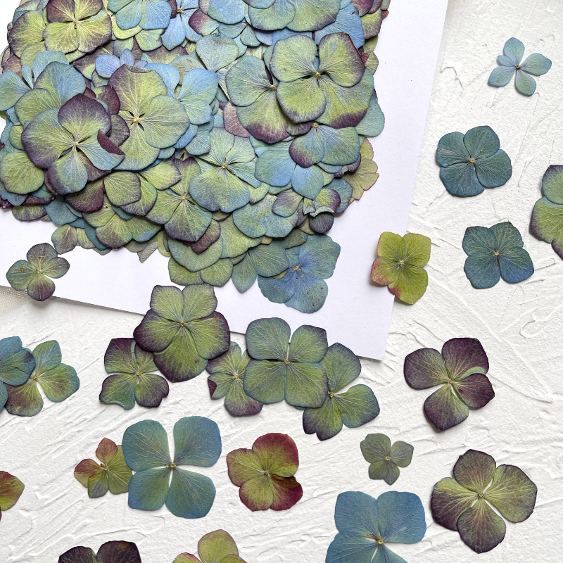 2,5-5cm/24 Stück, Gepresste Herbst-Hortensien Echte Trockenblumenblätter, DIY Weihnachts-Fotorahmen Lesezeichen Schreibtischlampe Tropfengel Handyhülle – Detail 2