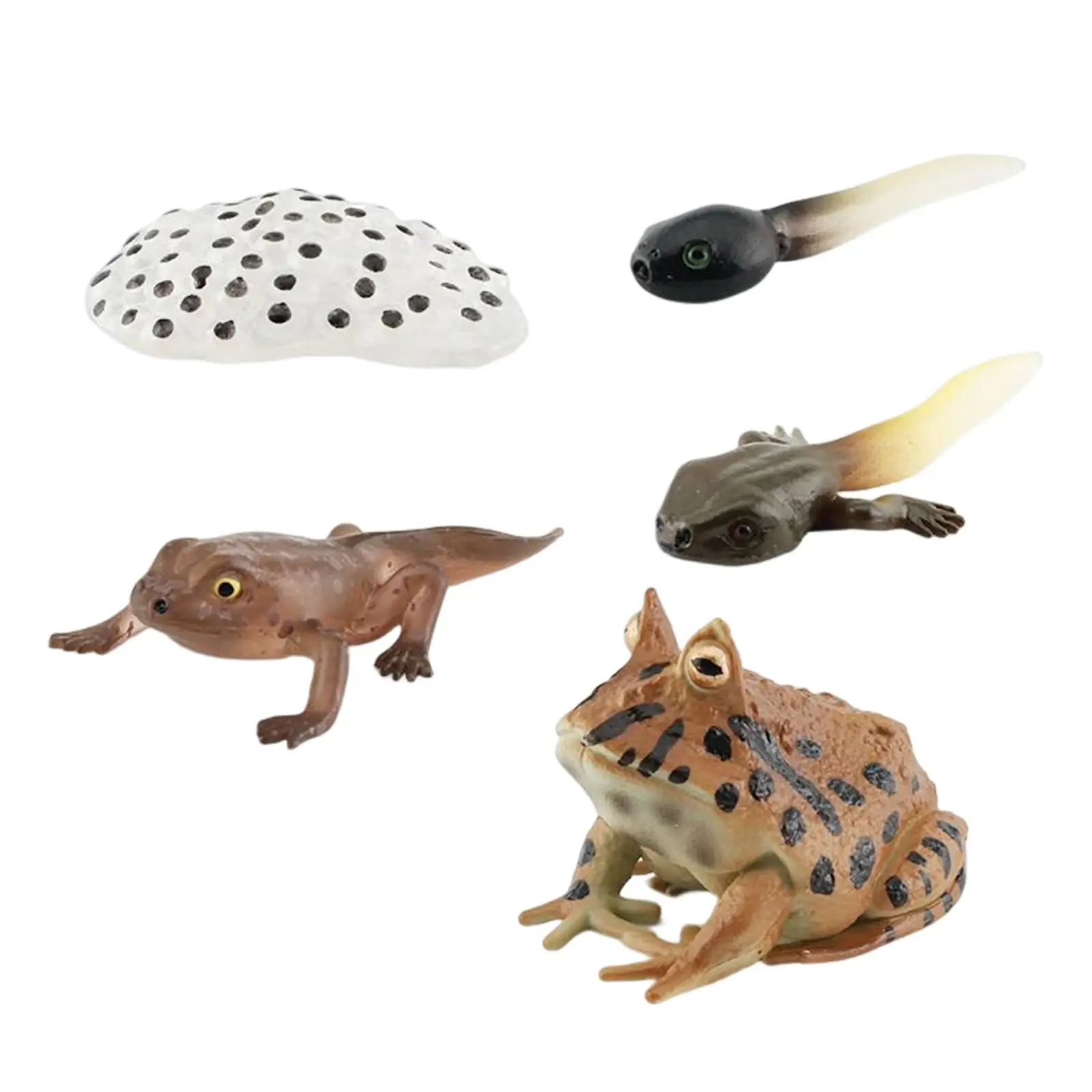 Frogs Life Cycle Model Realistic Animal Figurines for Children Toddlers Kids