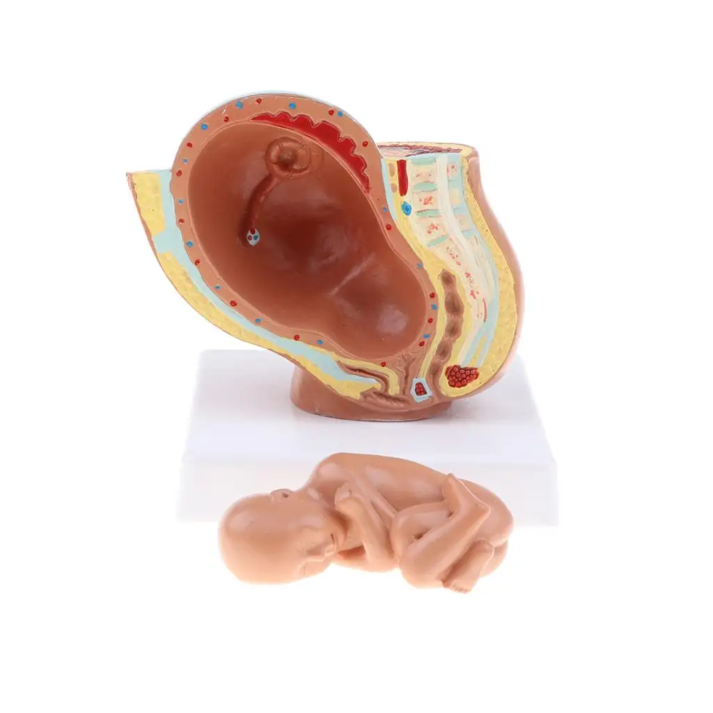  Human Fetus Model (9th Month), Human Fetal Development Model, School Teaching Tool, Nursery 