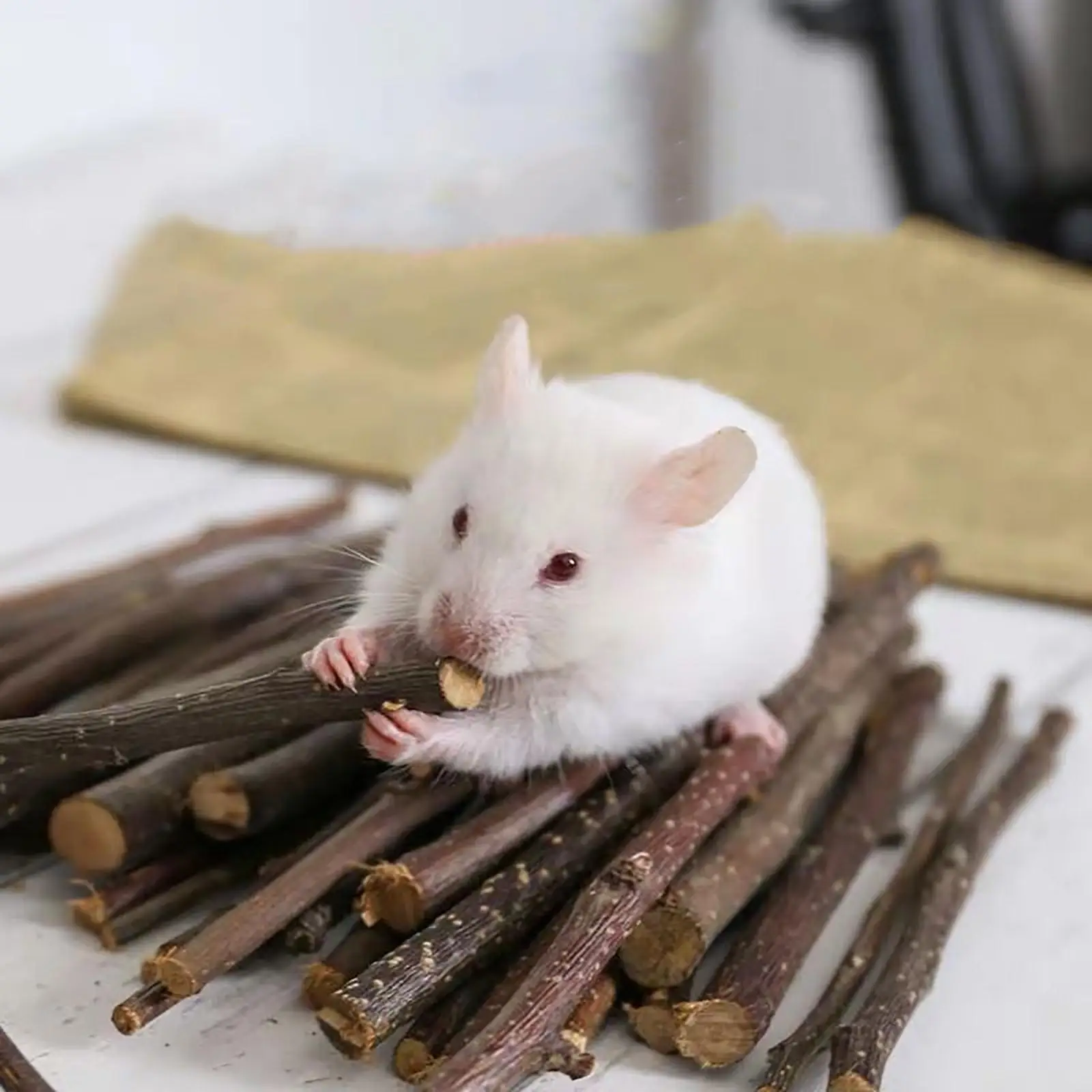 1000G Hamster Chew Sticks Molar Brancheing Twigs Accessories Wood Rat Groundhog Squirrels