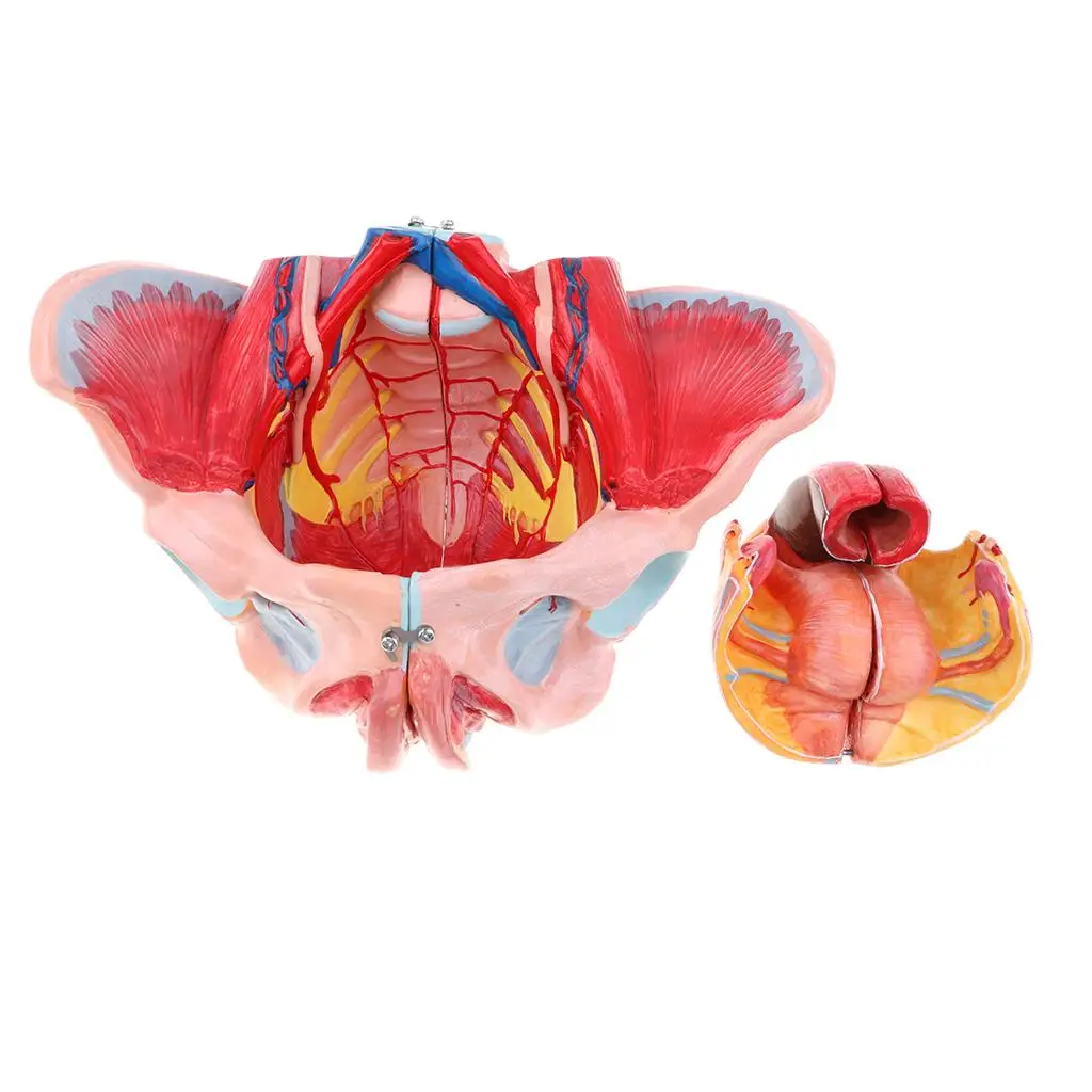 1: Size Female Pelvis Model W/ Ligaments Muscles & Organs Lab Supplies