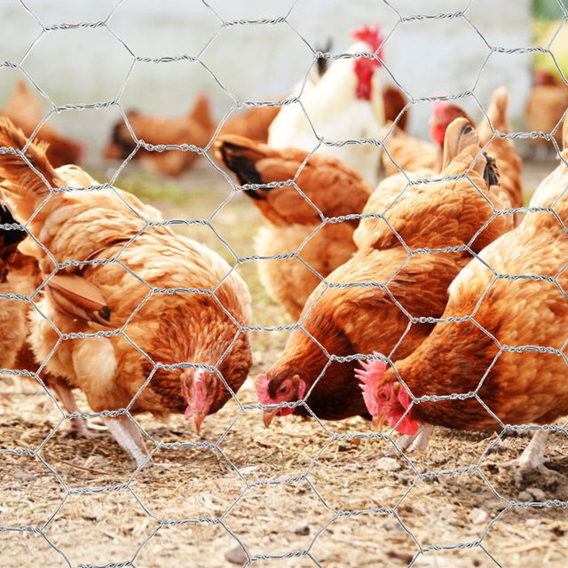 屋外のフェンス,庭,バルコニー,鳥,鹿,犬のための広い黒いネット プラスチック製チキンワイヤーロール ブラック 安全家禽ネット