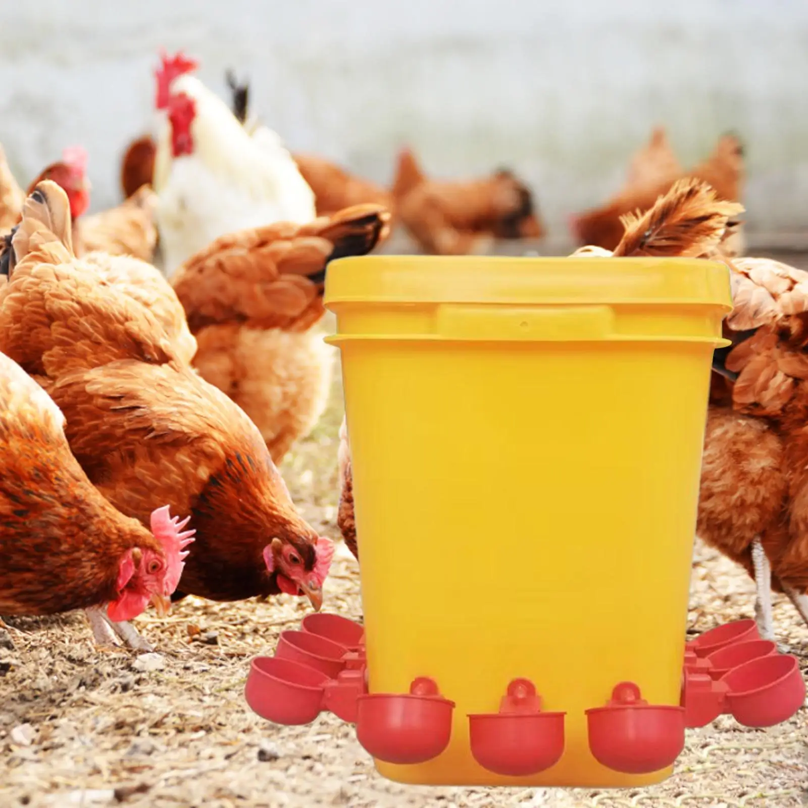 Chicken Drinker Waterer Cup Durable Drinking Bowl for Birds Chicks Poultry