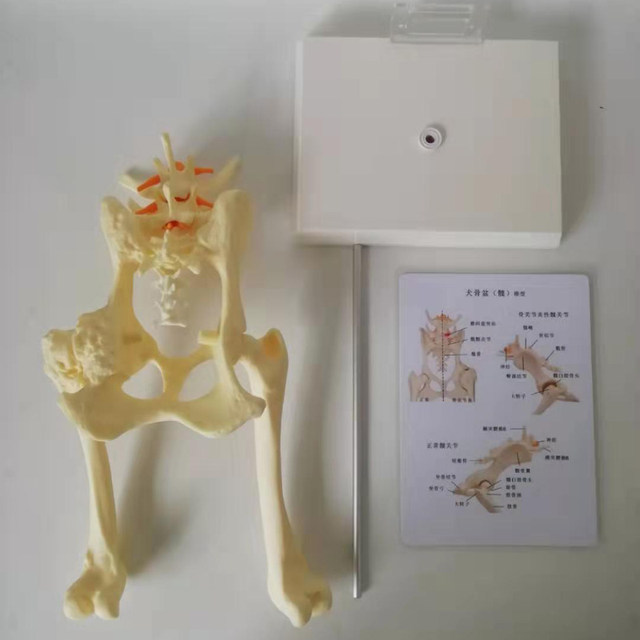 Teaching Model,Dog Skeleton Bone Model Anatomical Model