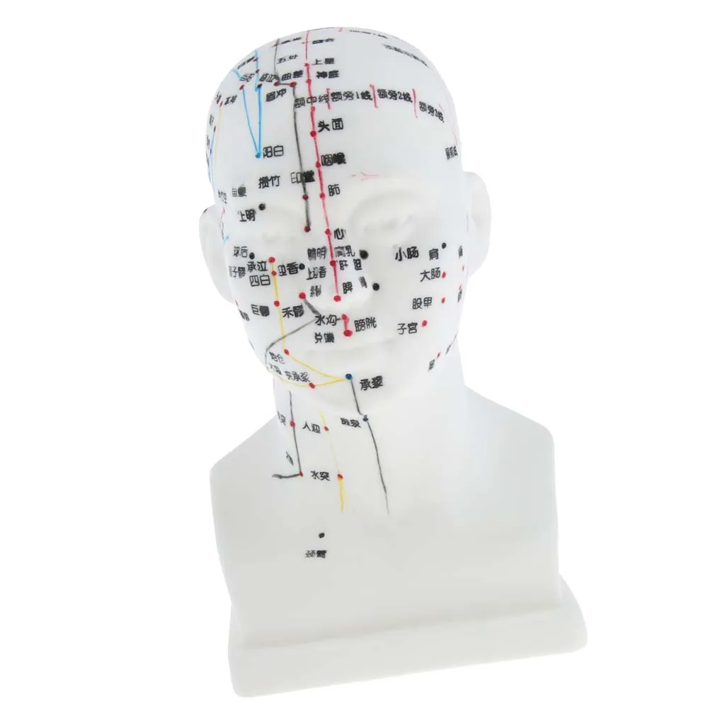 Meridian Model Human Acupuncture Point Head Acupuncture Points Model