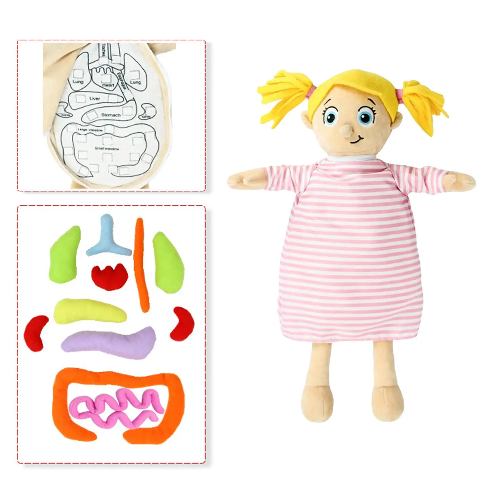 Human Body Anatomy Toy Body Organ Awareness Soft Doll for Classroom Student