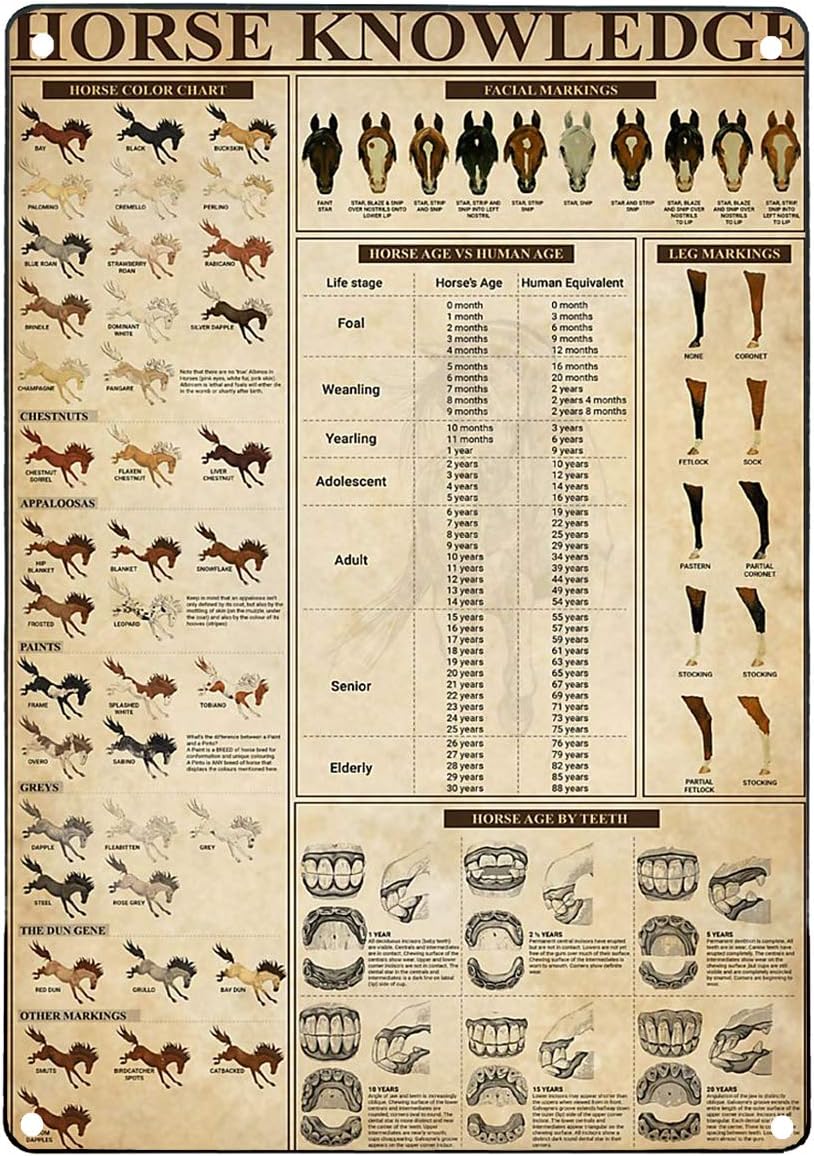 Новинка Ретро жестяные знаки винтажная Настенная Наклейка лошадь знания  лошадь Таблица цветов лошади возраст бар Decore металлическая  художественная настенная табличка | AliExpress