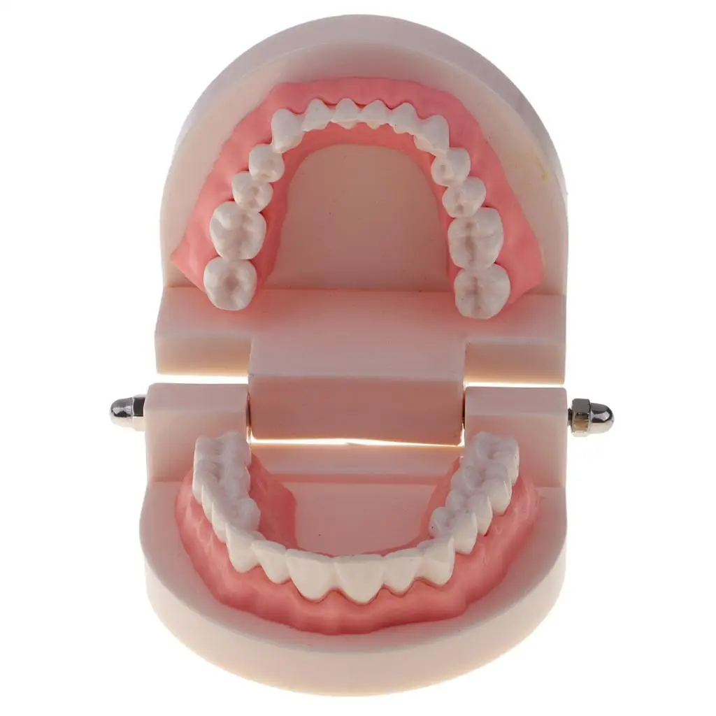 Artificial Human Mouth  Teeth Model With Toothbrush Teaching Tools