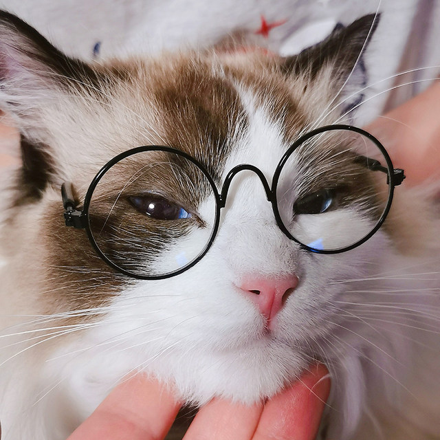 Vintage Round Cat Sunglasses Reflection Eyewear Glasses Pet Products For Dog Kitten Dog Cat Accessories For Small Dogs Cat Accessories AliExpress