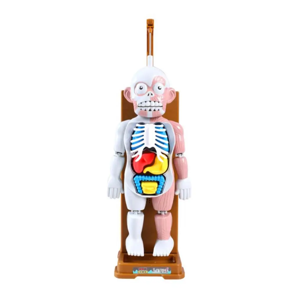 Scary Human Body Model Puzzle Tricks Organs Skeleton Muscles Kids Adults