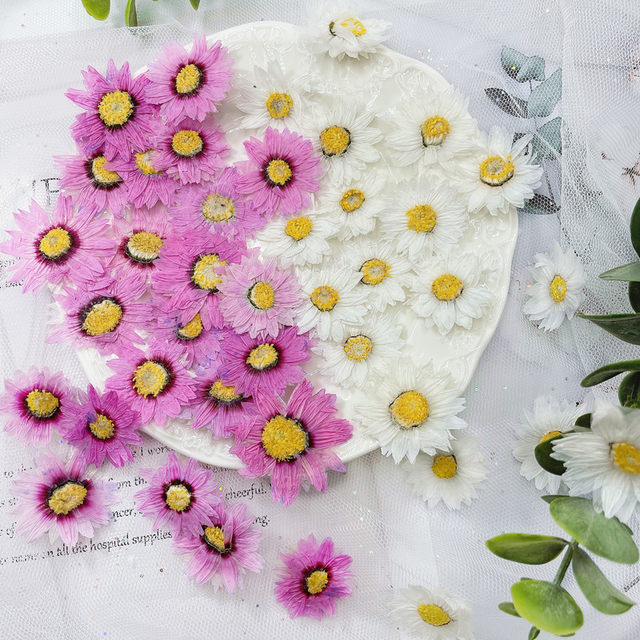 24pcs/2-4CM,Natural Pressed Flowers petals,Real Dried daisy DIY