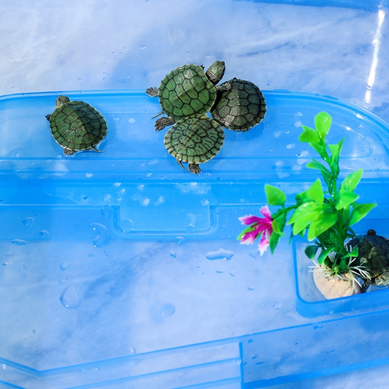 Title 4, Reptiles Terrariums Terrapins Habitat with Bask...