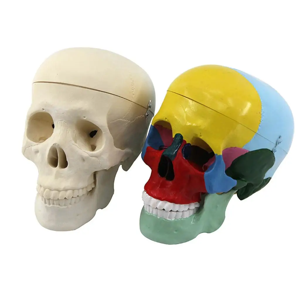  -Size with Brain Removable Skullcap Professional Grade  Skull Model  Education (Life-Size)