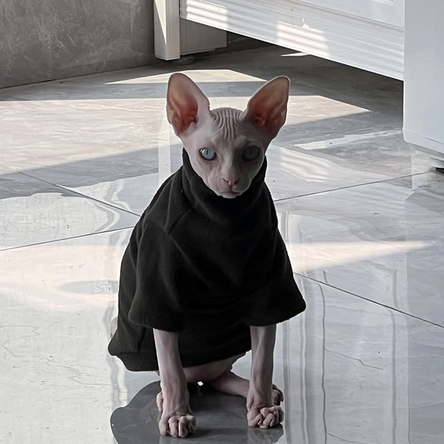  Sphynx Cat Clothes Breathable Pure Cotton Fashion Icon Cat  Sweater Kitten Outfit with Sleeves for Sphynx Cornish Rex, Devon Rex,  Peterbald (XL, Grey) : Pet Supplies