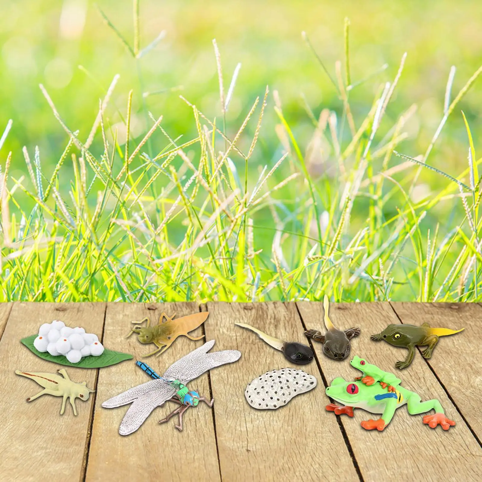 life Cycle Figurines , Dragonfly ,Red Eyed Tree Frog Figures for Preschool