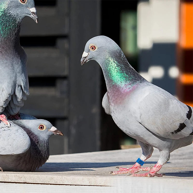 Tres palomas. Una paloma está de pie, mientras que las otras dos están sentadas. La paloma erguida tiene una banda azul en la pata, que a menudo se utiliza con fines de identificación en el manejo de la vida silvestre urbana.