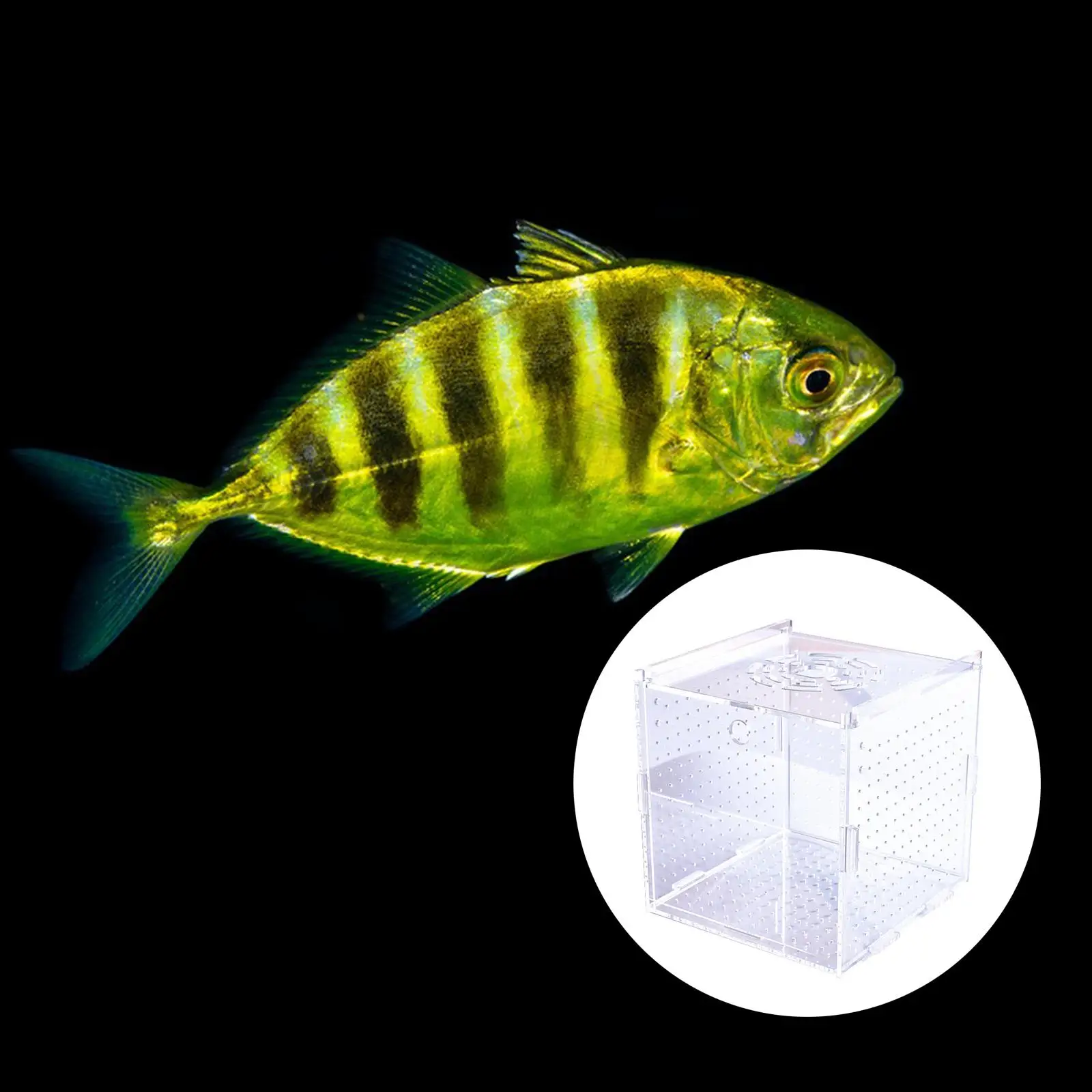 Fish Incubator Fish Hatchery Hanging Transparent Acrylic Fish Breeding Box Aquarium Accessory for Baby Guppy Aquarium