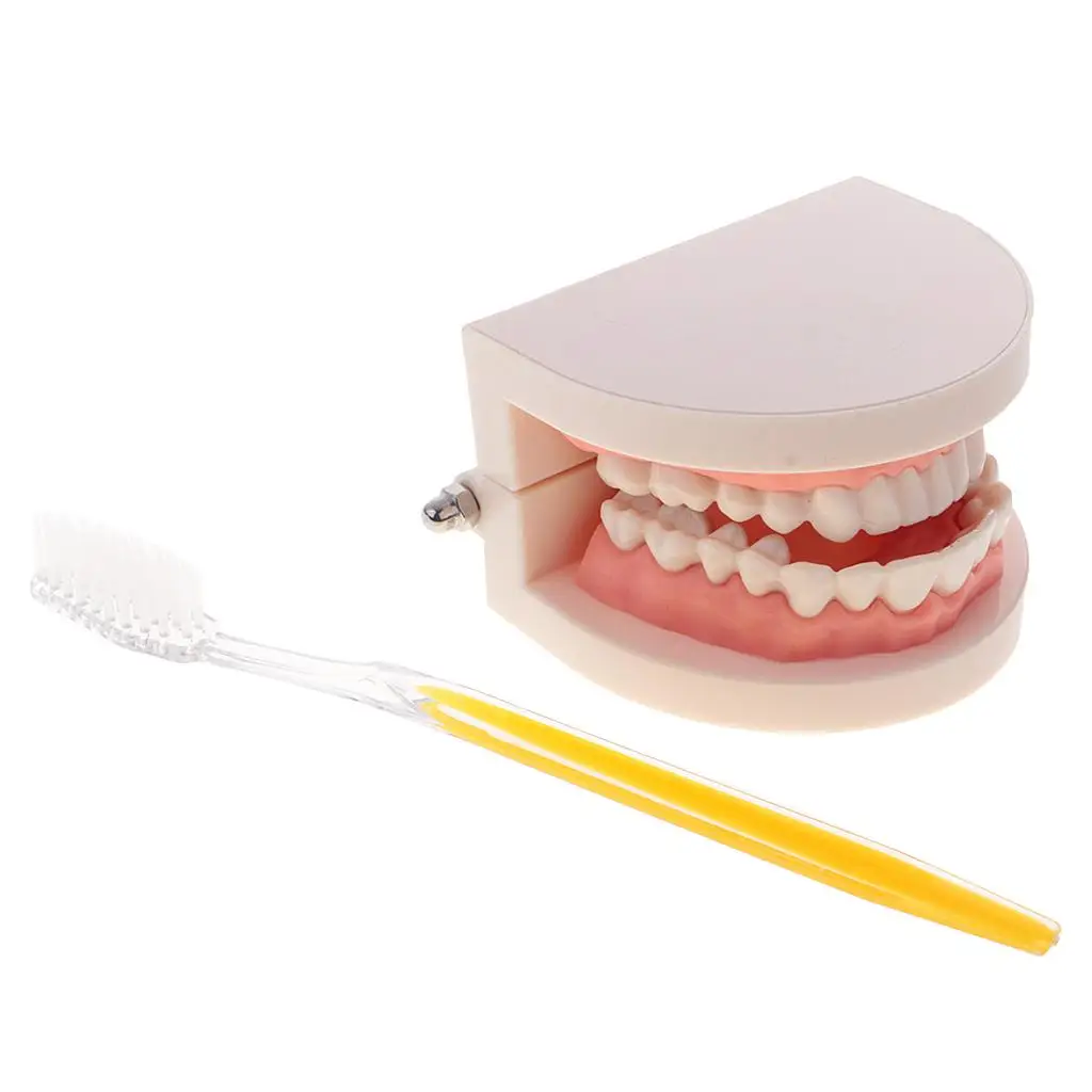 1:1 Human Mouth  Model with brush  Caring Teaching School Learning Aid Office Ornament