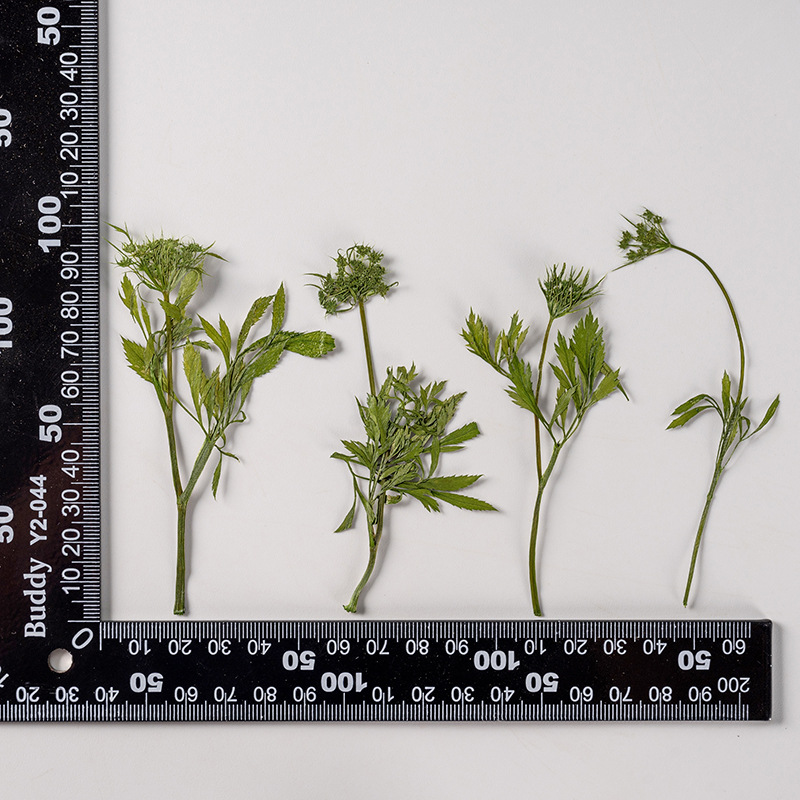 8-11cm/12PCS,Snowball flower buds Pressed Dyed green flower,DIY real flower drop glue phone case photo frame bookmark face decor