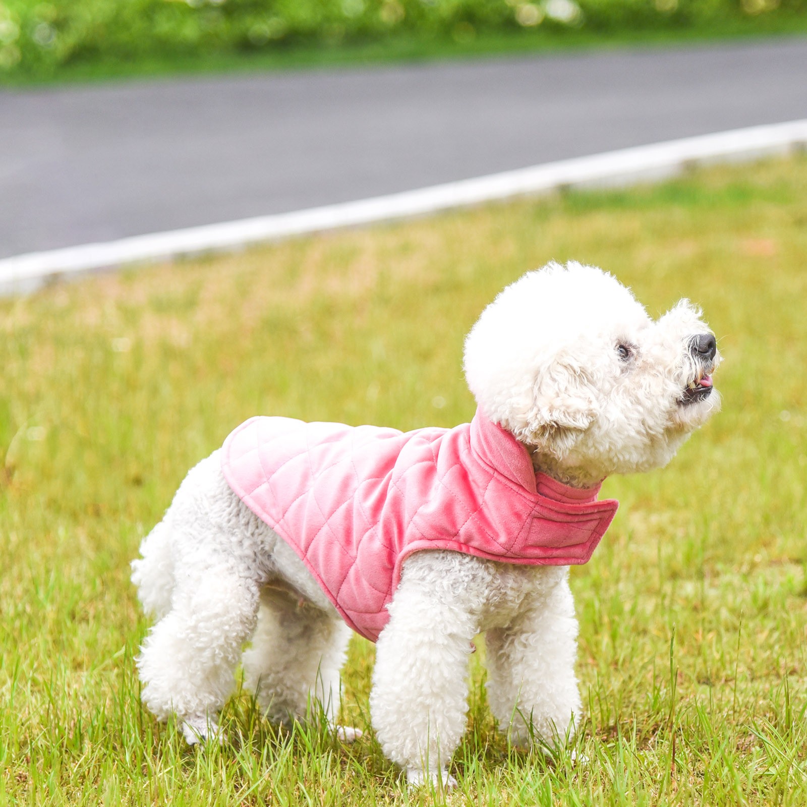 dog jumpers for bichon frise