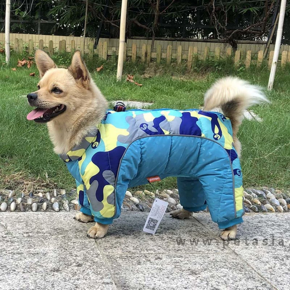 Un perro que lleva un par de pantalones azules y amarillos. Los pantalones parecen estar diseñados para mantener al perro abrigado o protegido, posiblemente para una sesión de fotos o una ocasión especial. El perro está parado en una zona pavimentada con césped y una valla al fondo