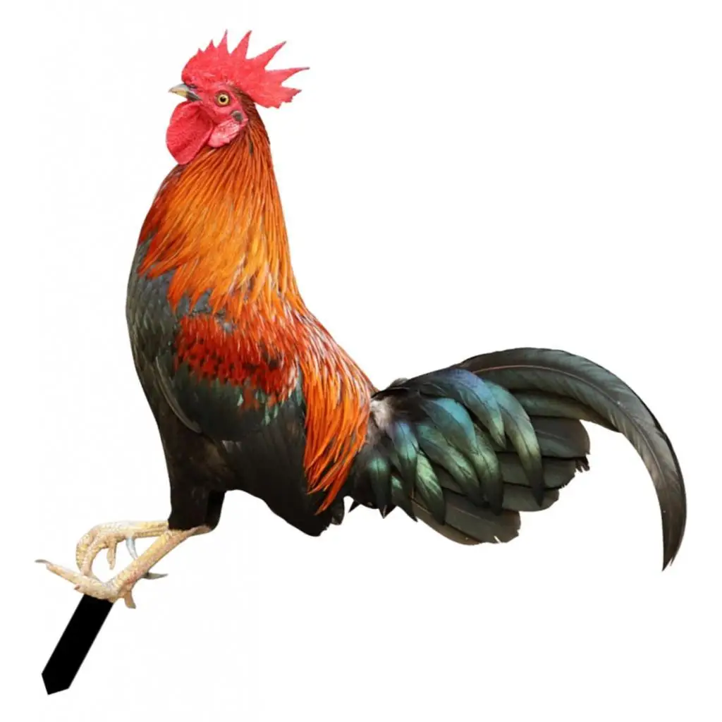 Rooster Animal Statue Standing Garden Stakes Ornament Hen Lifelike for Patio