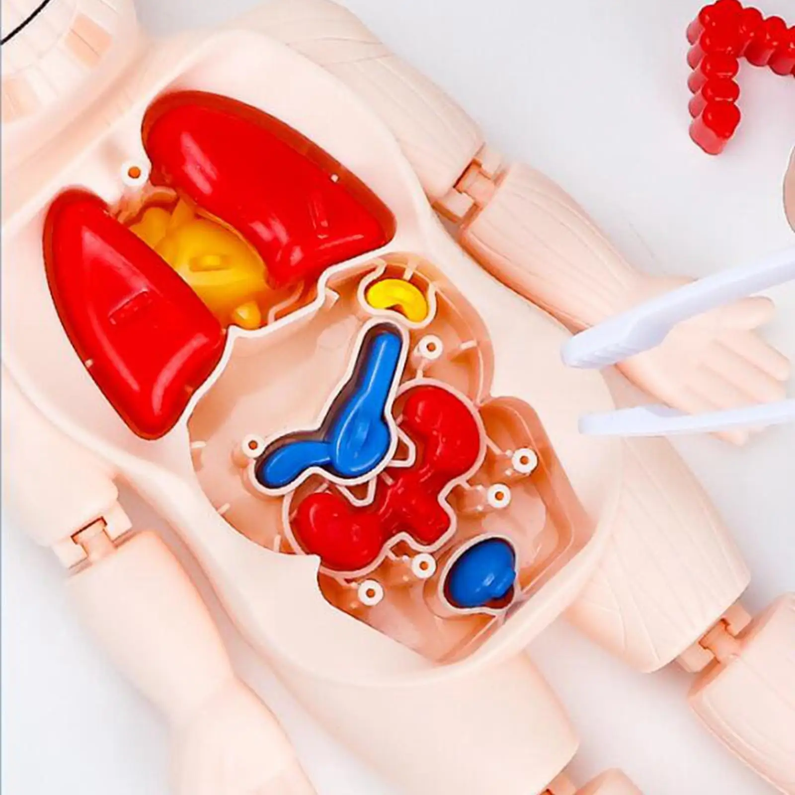 Body Puzzle Development Toy Collectible DIY Accessories for Learning