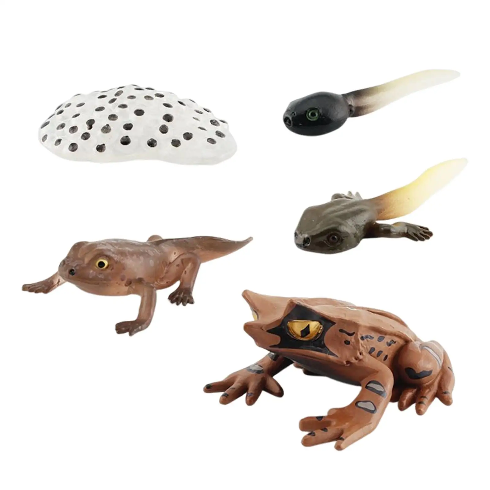 Life Cycle Figurines Realistic Animal Figurines Learning Prop Frogs Life Cycle Model for Toddlers Kids Project Development Toys