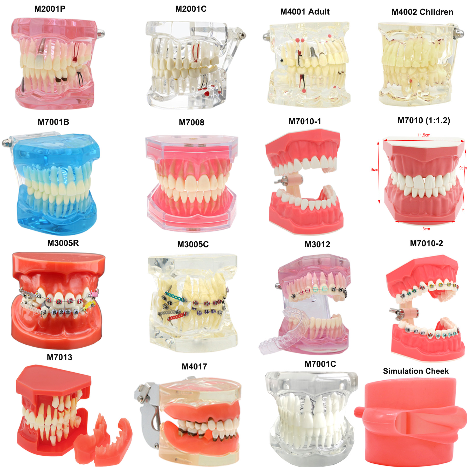 Best of Multiple Types Dental Teeth Model Teaching Models Typodont Orthodontic Model For Studying Dentistry Products Demo Reviews & Tips