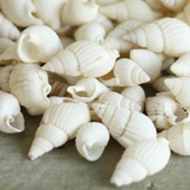 100g/pack Natural Seashell Mix Sea Shells Conch Diy Micro