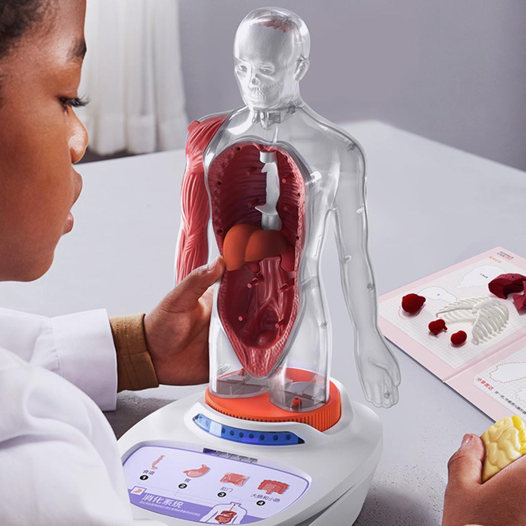 Montessori Human Torso Body Model Toys Educational Realistic Science Ages 8+