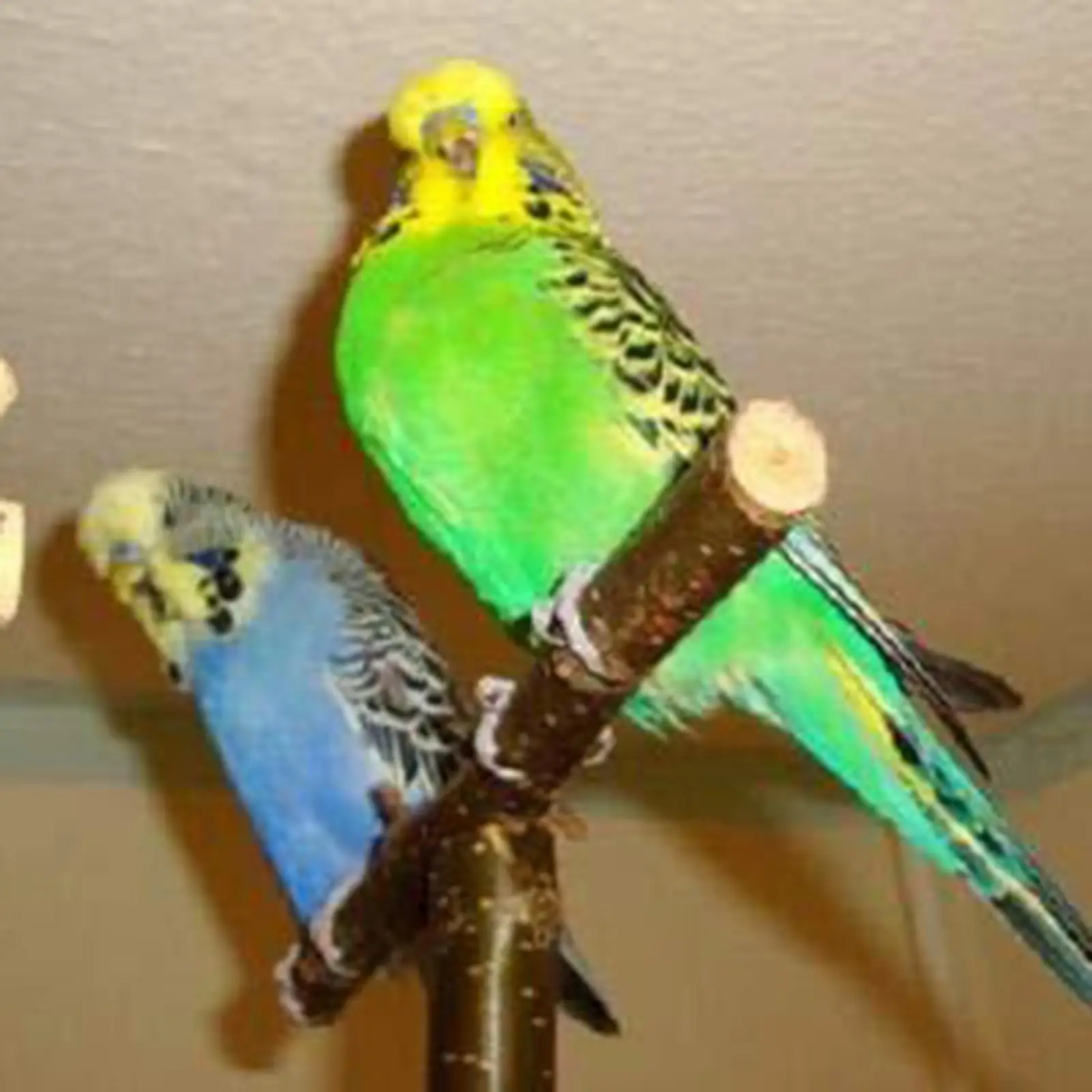 Parrot Stand Parrot Wooden Perch Bird stand Budgie Parakeets Exercise Branch