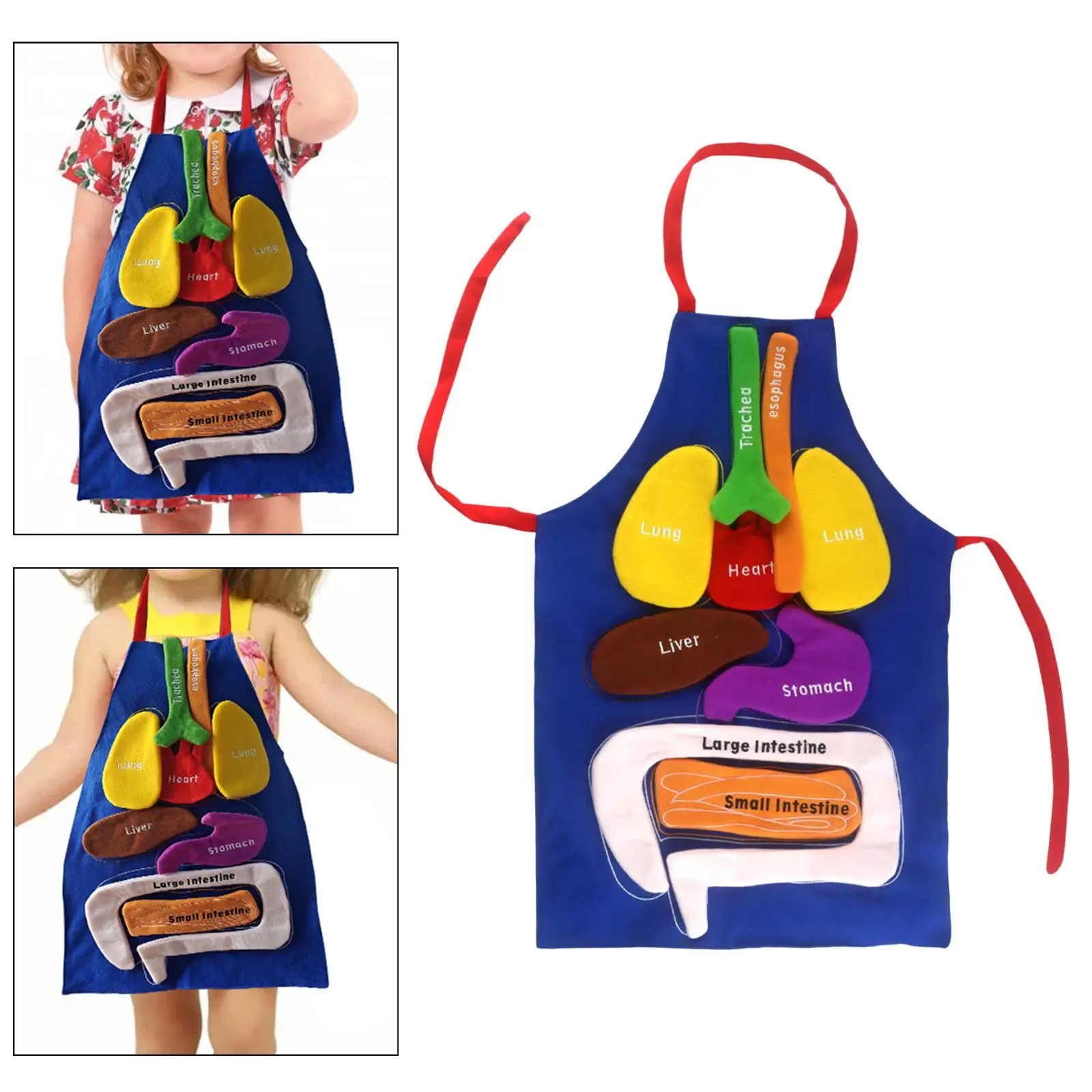 Organs Apron Teaching Aid Structure Science Apron for Human Internal Viscera