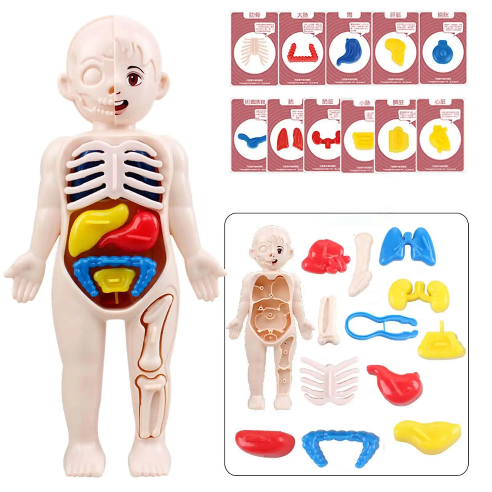  Human Body Organ Teaching Tools Assembly DIY Toys 3D Human Body Torso Model for Student  Demonstration