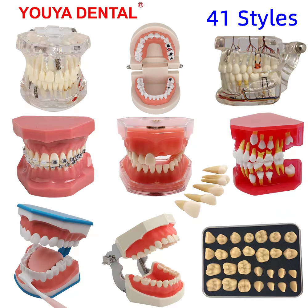 Best of 41 Styles Dental Model Teeth Teaching Model Dentist Typodont Orthodontic Jaw Model For Studying Dentistry Products Accessories Reviews & Tips