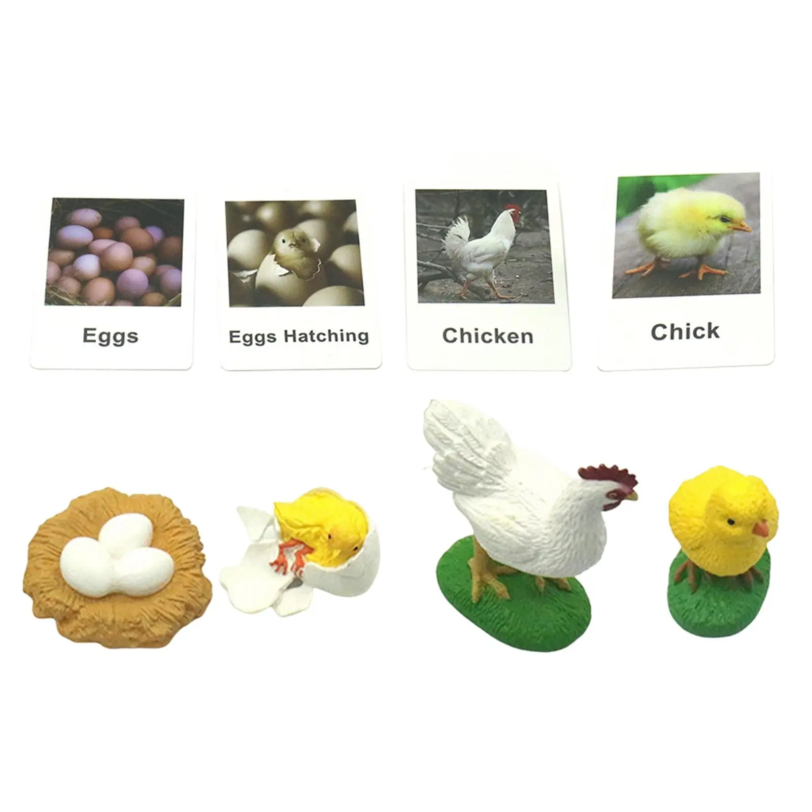 Chicken Life Cycle Figurines Chick Miniature Chicken Hen Egg Figurines Figures for School
