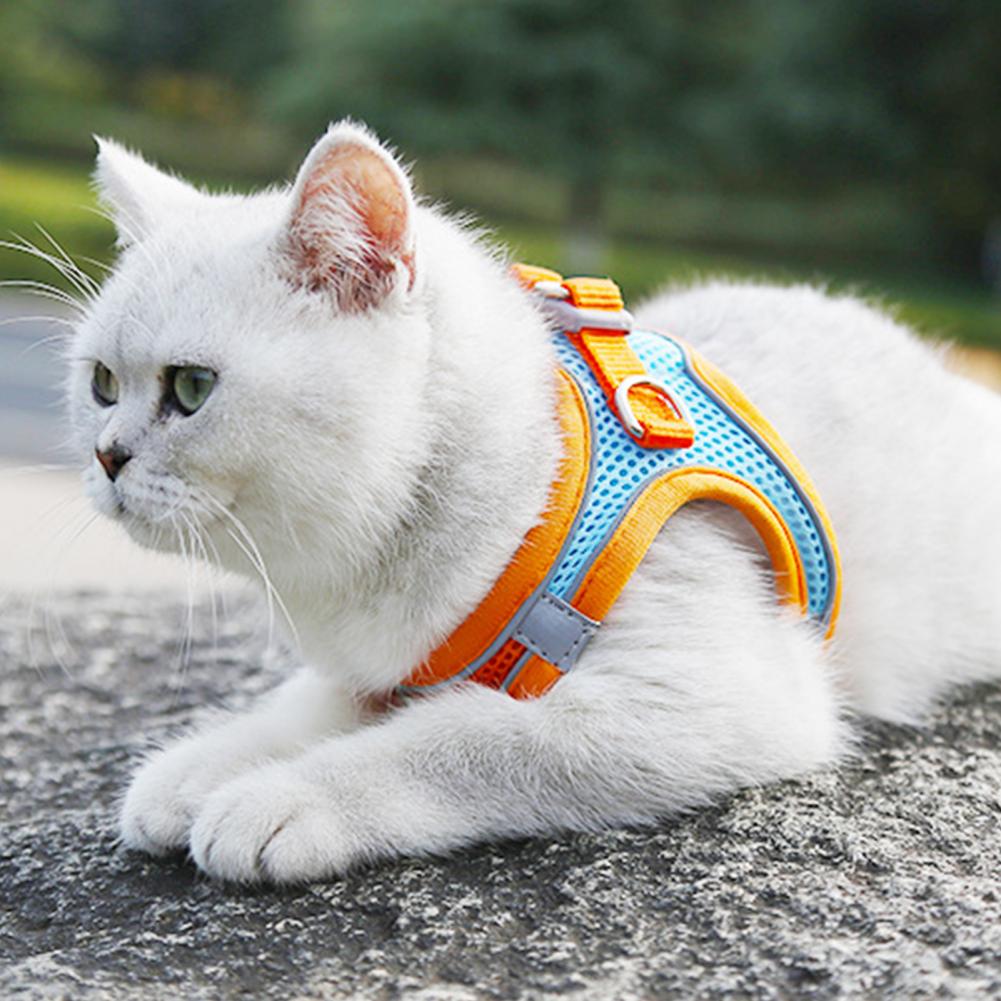 flexi safety collar