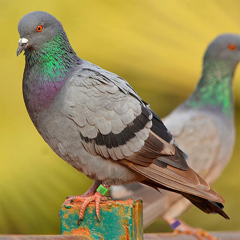 Una paloma posada sobre una estructura. La paloma tiene un cuerpo gris con un brillo violeta verdoso en el cuello y un patrón blanco y negro en las alas. Tiene un ojo rojo y una etiqueta amarilla en la pata, que suele utilizarse con fines de identificación.