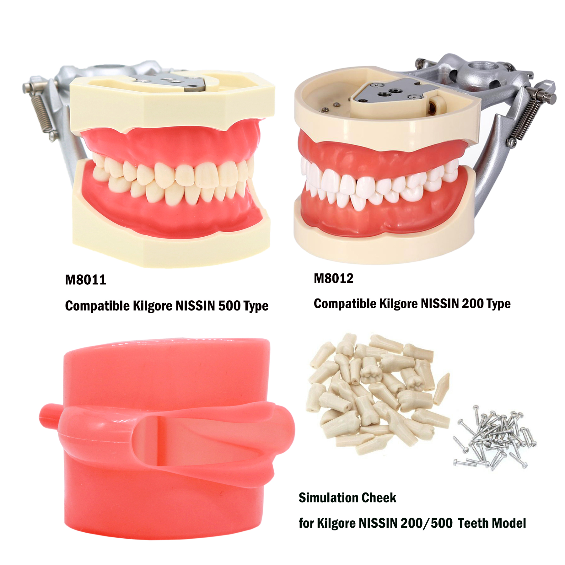 Best of Dental Teaching Model Training Typodont Tooth Model Removable Resin Teeth Fit Kilgore NISSIN 200 / 500 Type Simulation Cheek Demo Reviews & Tips