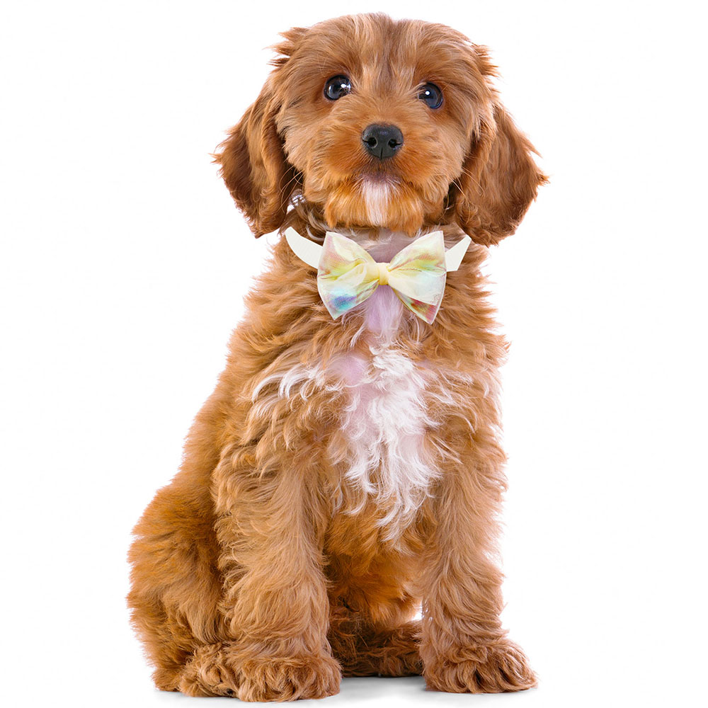 50PCS Lace Bow Ties for Small Dog Adjustable Dog Collar Cat Collar Cute Pompoms Bowties for Puppy Dog Grooming Accessories
