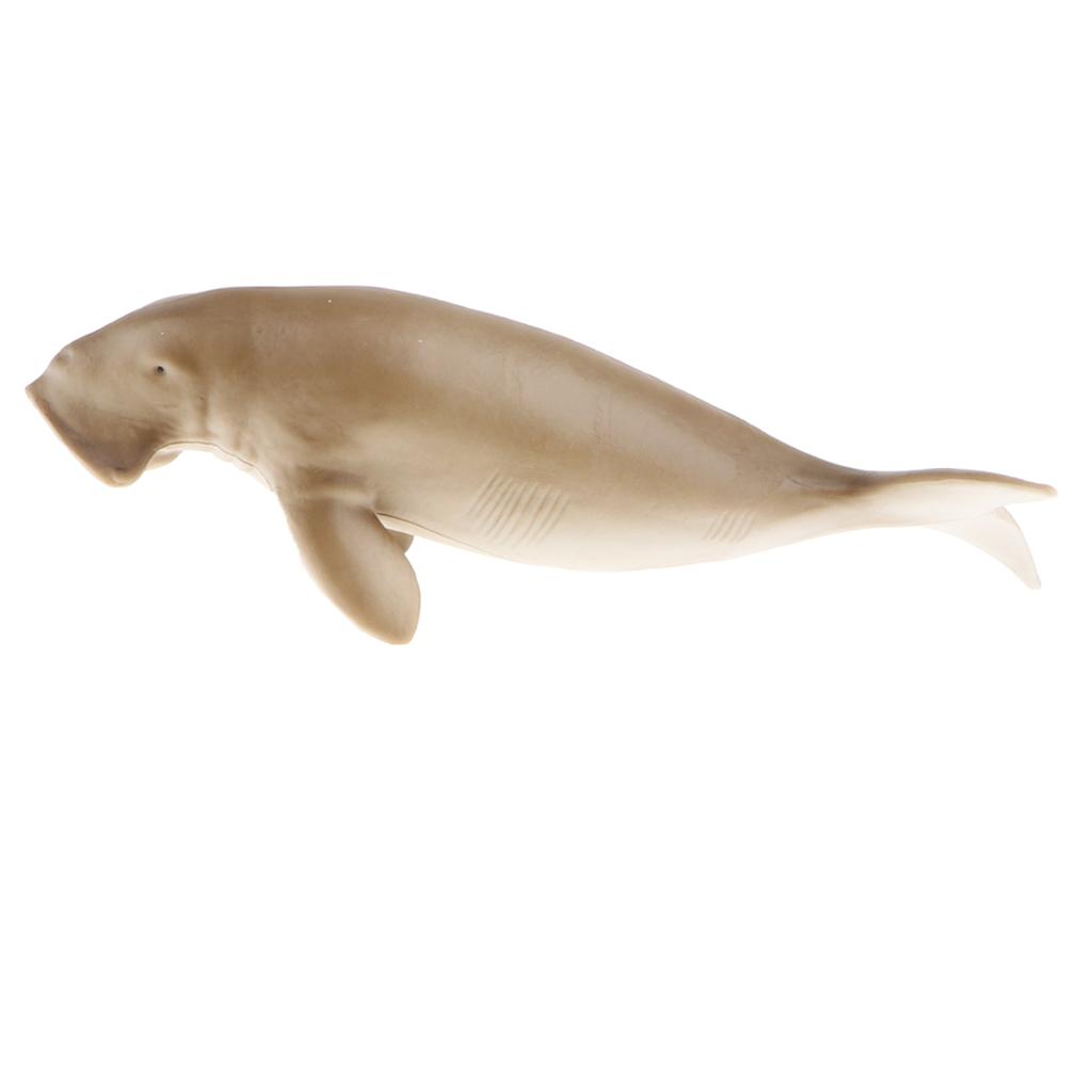 Realistic 5.6 `` Manatee Action Figure, Plastic Ocean Dugong  Model