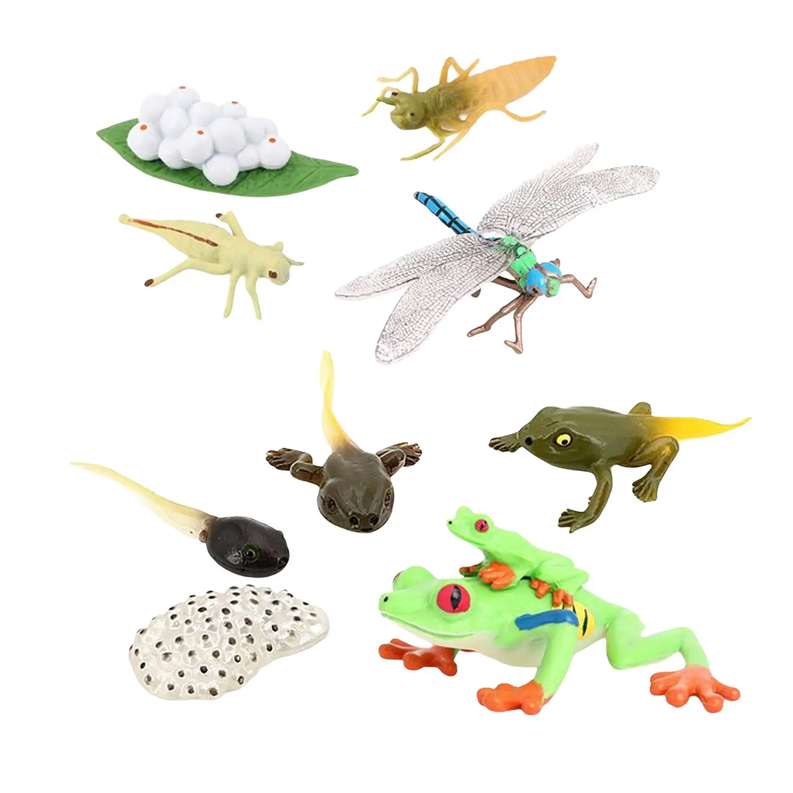 Life Cycle Figurines Dragonfly Figures Early Education for Children Toddlers